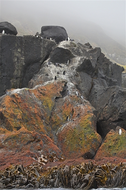 Antipodes  AtSea  0693 m Erect Crested Penguin Eudyptes sclateri